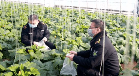 券商:2024年转基因玉米商业化迎来突破;百果园:加码数字化转型(图5)