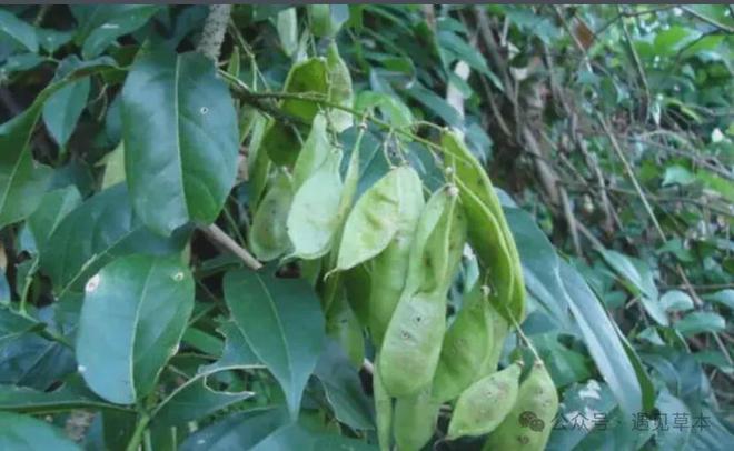 新发现：鱼藤竟然是虫类克星养花种草的朋友别错过！(图3)