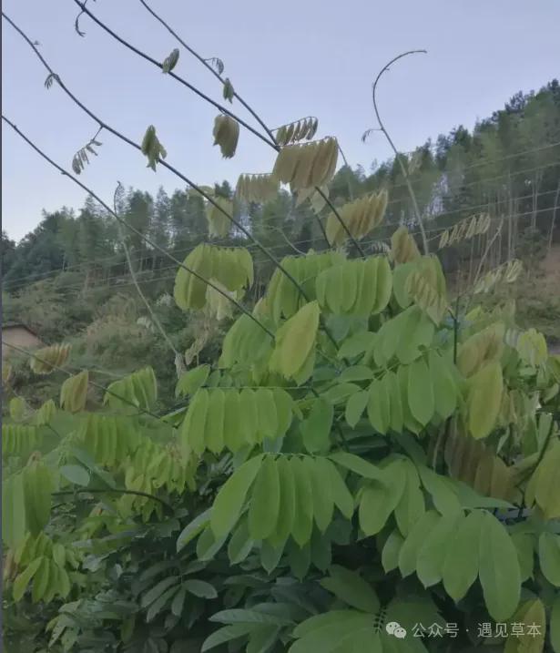 新发现：鱼藤竟然是虫类克星养花种草的朋友别错过！(图4)