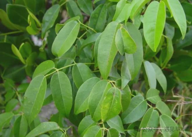 新发现：鱼藤竟然是虫类克星养花种草的朋友别错过！(图1)