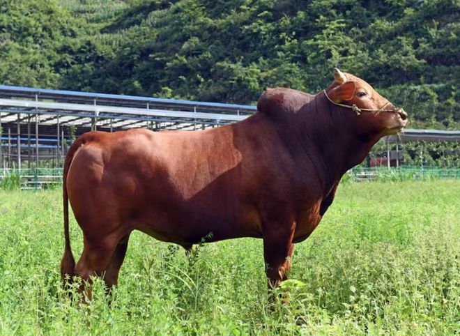 安顺百余种优质农特产品出山进京(图2)