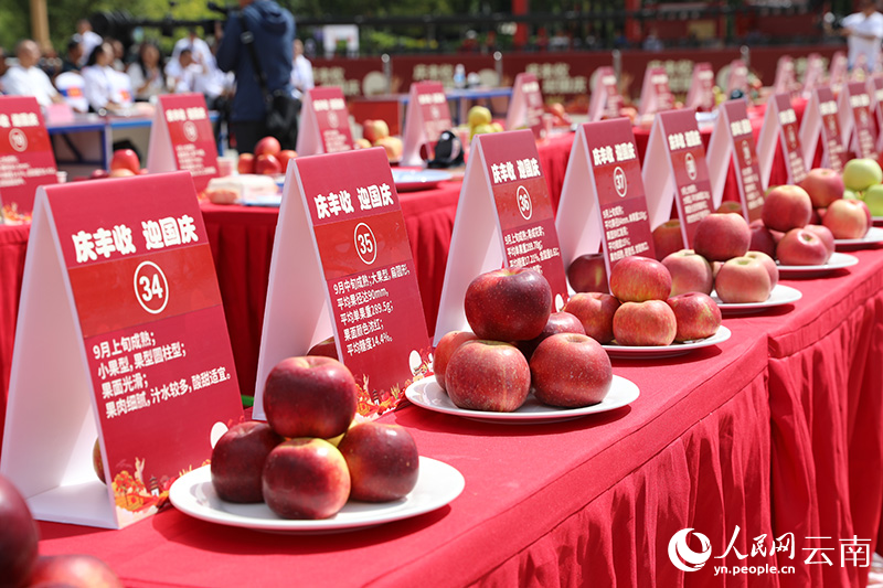 “红果果”成为乌蒙山果农致富的“金果果”(图3)