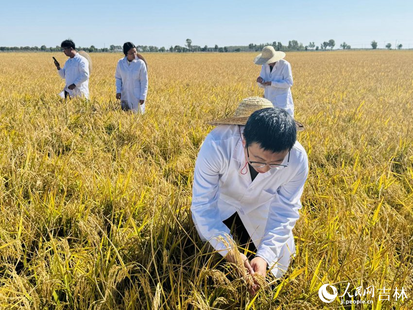 黑土地上粮满仓(图4)