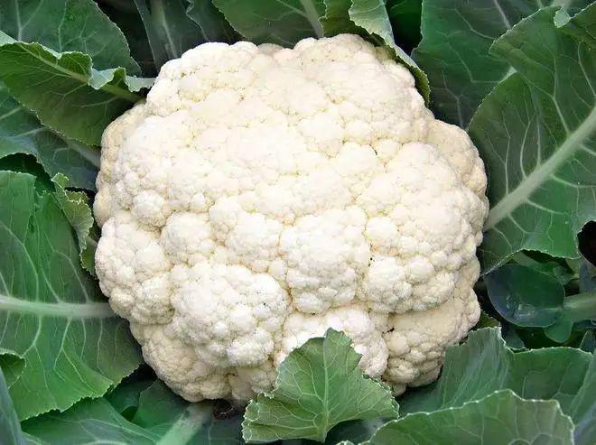 5种食物帮助提高帕金森患者免疫力！(图4)
