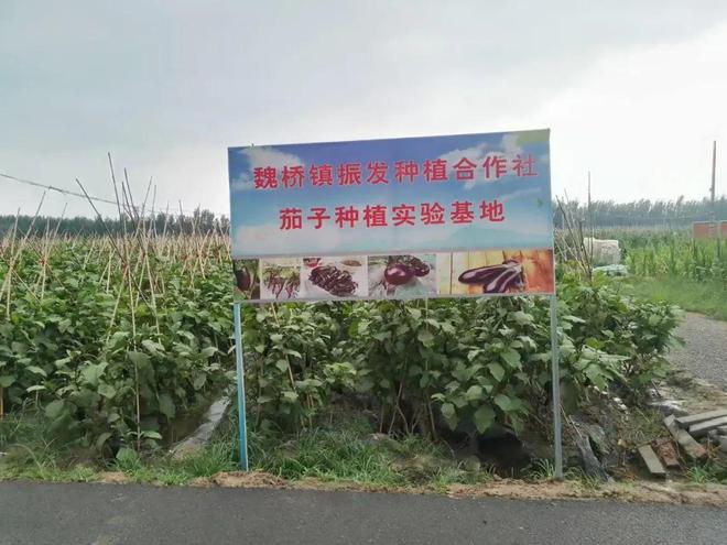 邹平市魏桥镇南郑村：紫色长茄迎丰收特色产业助振兴(图1)