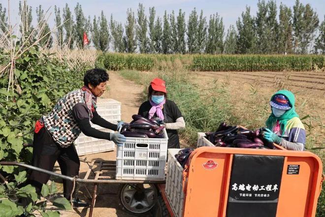 邹平市魏桥镇南郑村：紫色长茄迎丰收特色产业助振兴(图2)