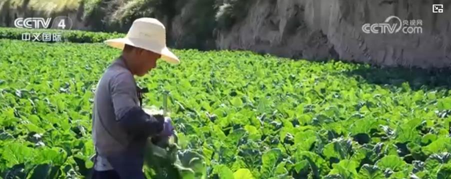 蔬菜价格明显回落多措并举拎稳“菜篮子”(图1)