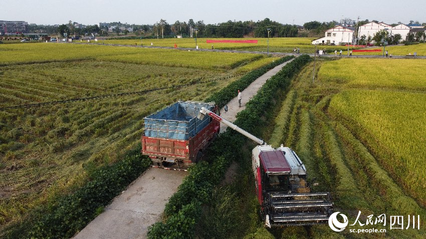 丰收时刻看天府粮仓(图2)
