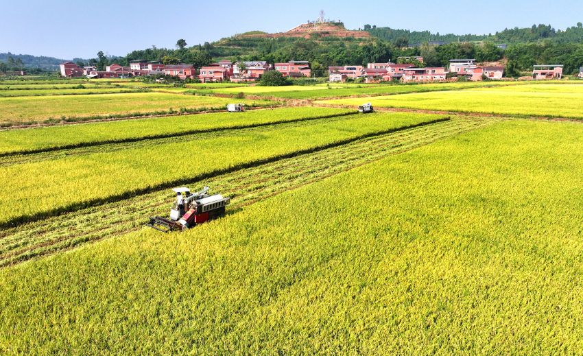 丰收时刻看天府粮仓(图3)