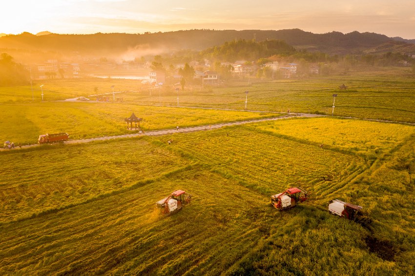 丰收时刻看天府粮仓(图4)