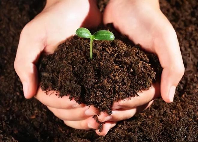 有机肥的正确使用方法(图4)