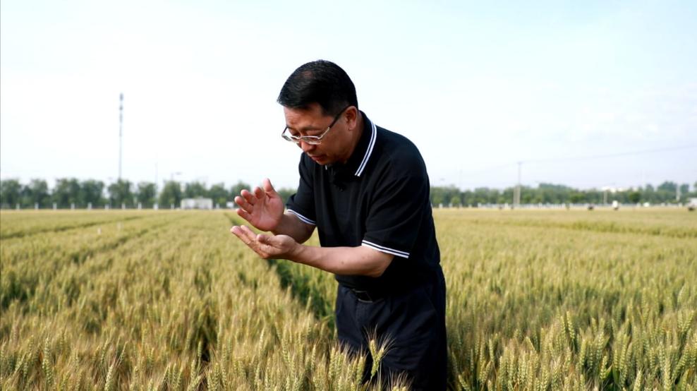 麦香万里越重洋(图3)