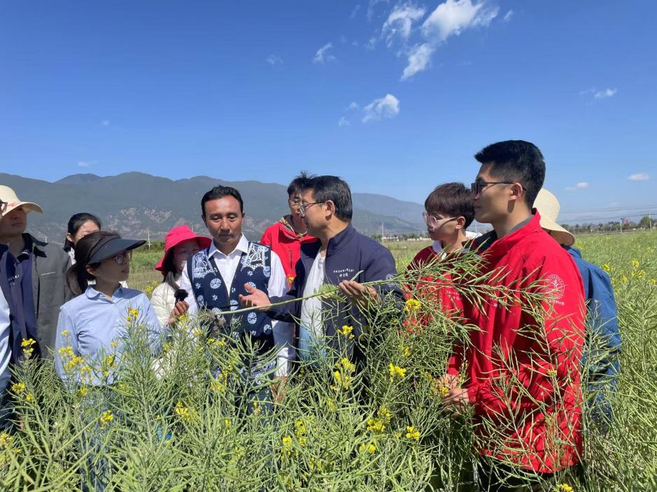 麦香万里越重洋(图1)