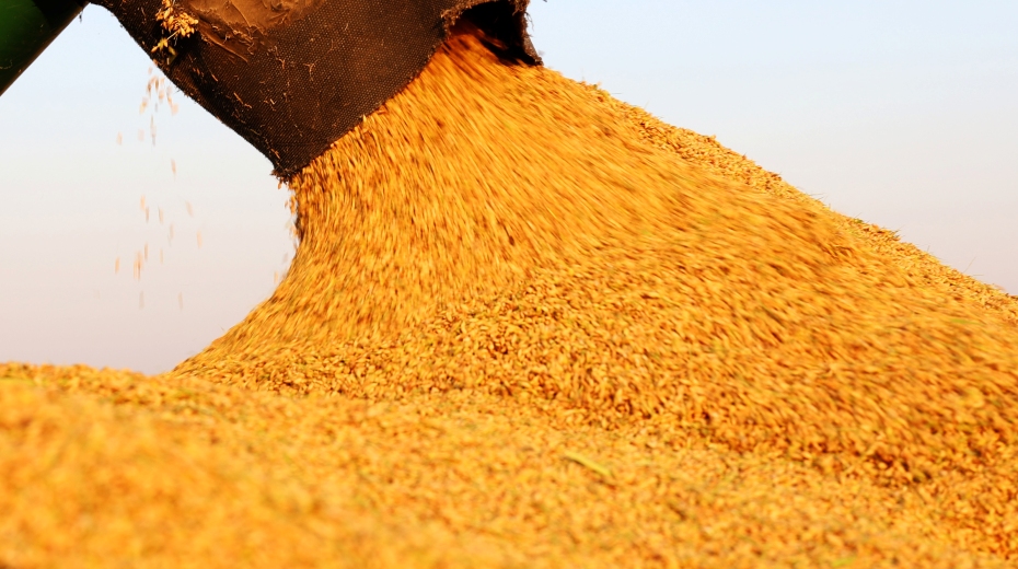 安徽怀远：小糯米“种”出百亿大产业(图2)