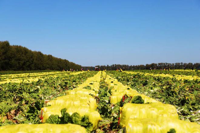 红星农场有限公司2300亩有机白菜迎来丰收季(图1)