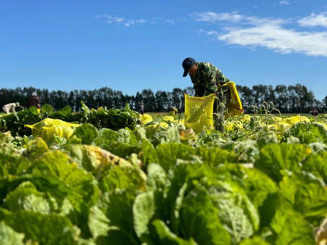 红星农场有限公司2300亩有机白菜迎来丰收季(图2)