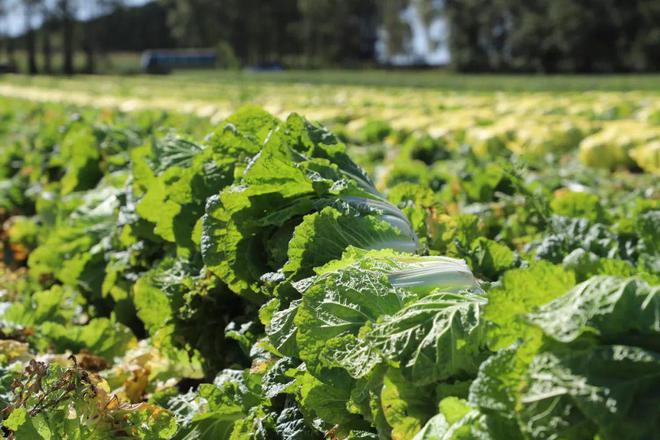 红星农场有限公司2300亩有机白菜迎来丰收季(图3)