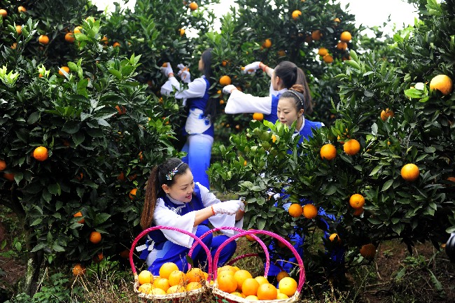 四川邻水深化产业发展“橙”为乡村振兴金名片(图2)