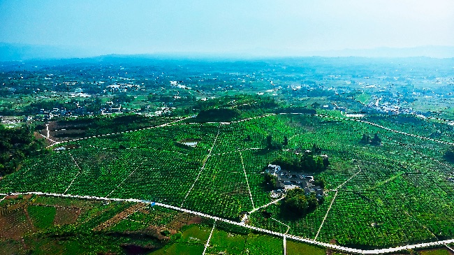 四川邻水深化产业发展“橙”为乡村振兴金名片(图3)