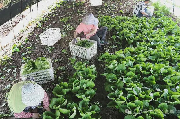 8种不打农药或者很少打农药的蔬菜菜农们也常吃你买对了吗(图1)