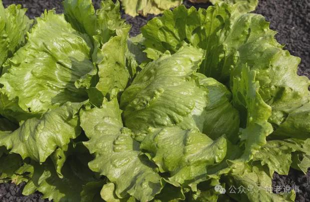 8种不打农药或者很少打农药的蔬菜菜农们也常吃你买对了吗(图2)