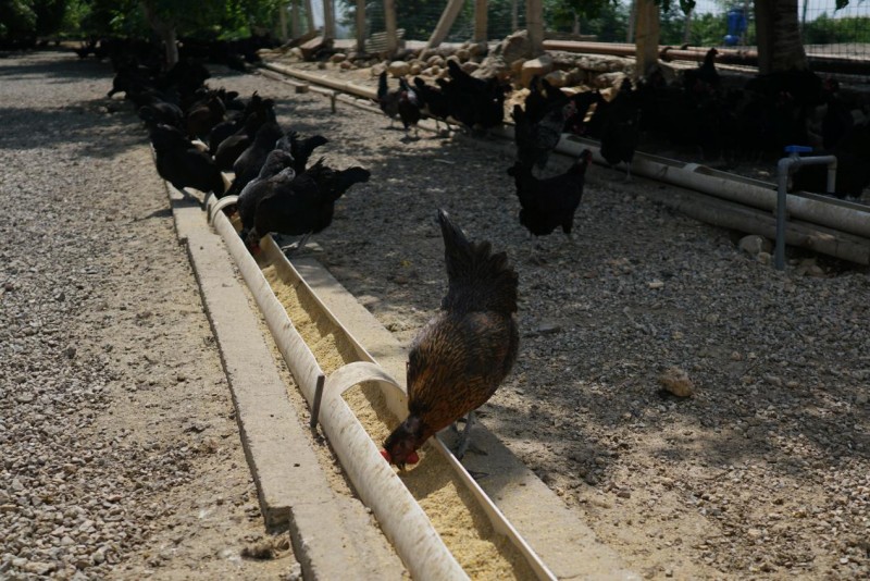 探访郏县有机农业新篇章：彩虹星球引领数据观察下的产业转型(图1)