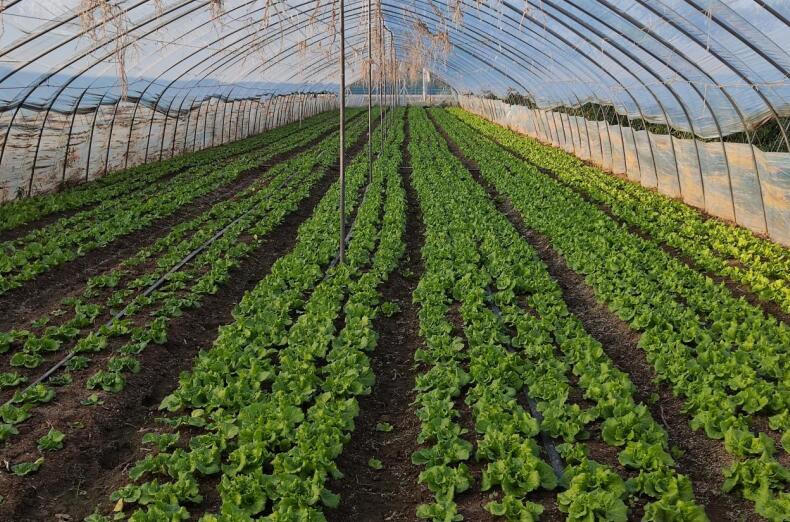 五河县头铺镇：生菜青青长势旺农民“生财”有门道(图1)