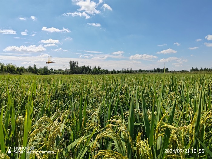 学用“千万工程”礼赞丰收中国济南高新区举办庆祝2024年中国农民丰收节活动_泉城新闻_大众网(图1)