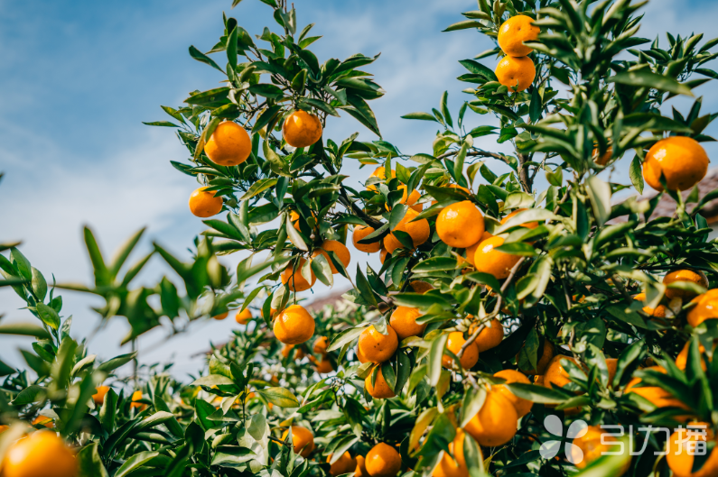 乡村振兴画卷在这里渐次铺展(图3)