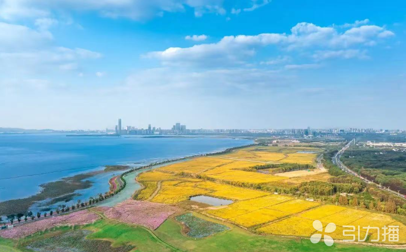 乡村振兴画卷在这里渐次铺展(图4)