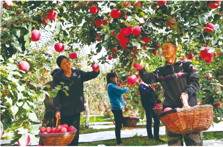 经济民生小苹果何以成为致富大产业(图2)