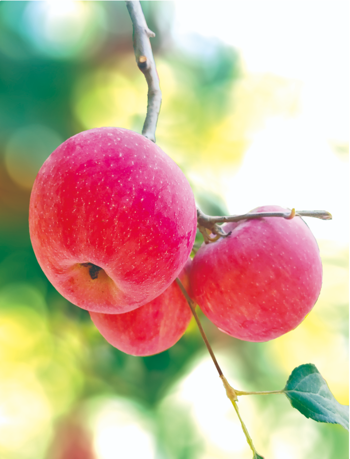 经济民生小苹果何以成为致富大产业(图4)