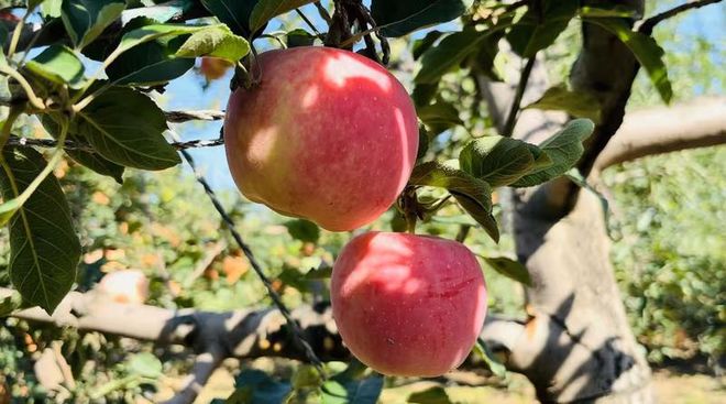 祝贺!中卫市3个农产品品牌入选中国农业品牌目录2024农产品区域公用名单(图1)