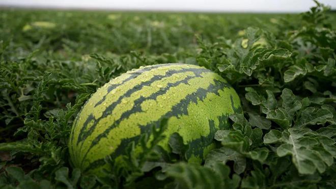 祝贺!中卫市3个农产品品牌入选中国农业品牌目录2024农产品区域公用名单(图2)