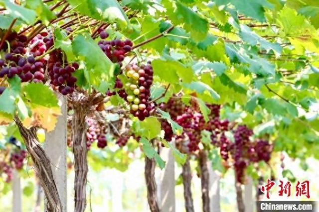 江西南昌：开展冬季农作物管护助力增产丰收(图1)