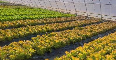 汪清:冬季大棚有机蔬菜上市(图2)