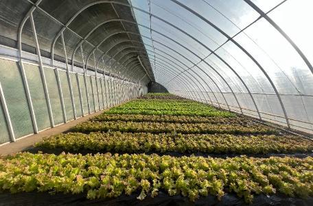 汪清:冬季大棚有机蔬菜上市(图1)