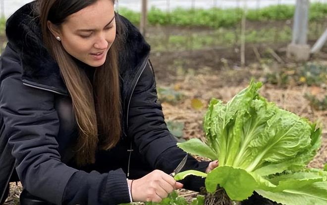 刘碧丽3亿庄园新计划:种植有机菜发展农业个人资产超过洗米嫂(图4)