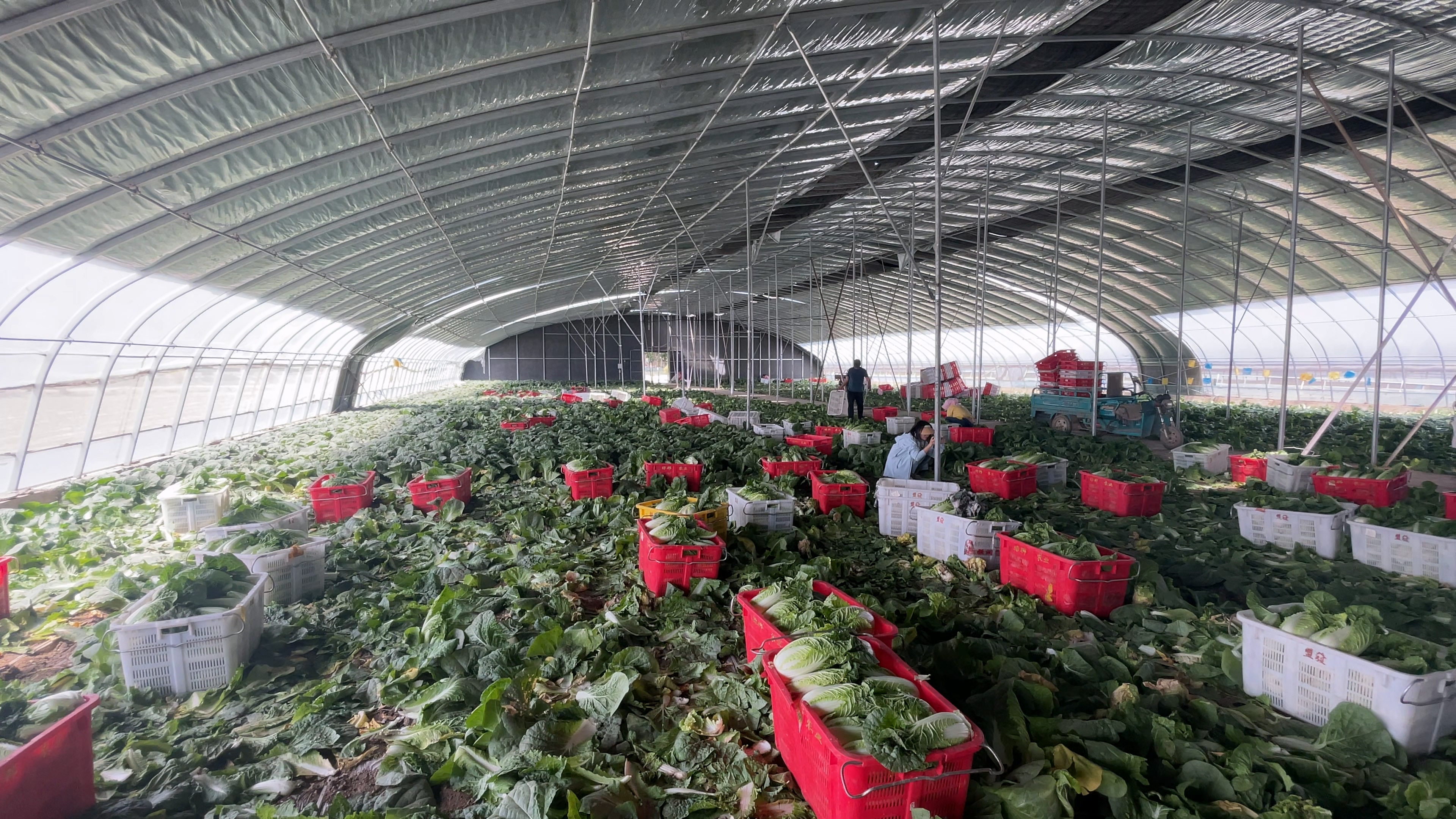 甘州：千亩有机蔬菜“蔬”写好“钱”景(图1)