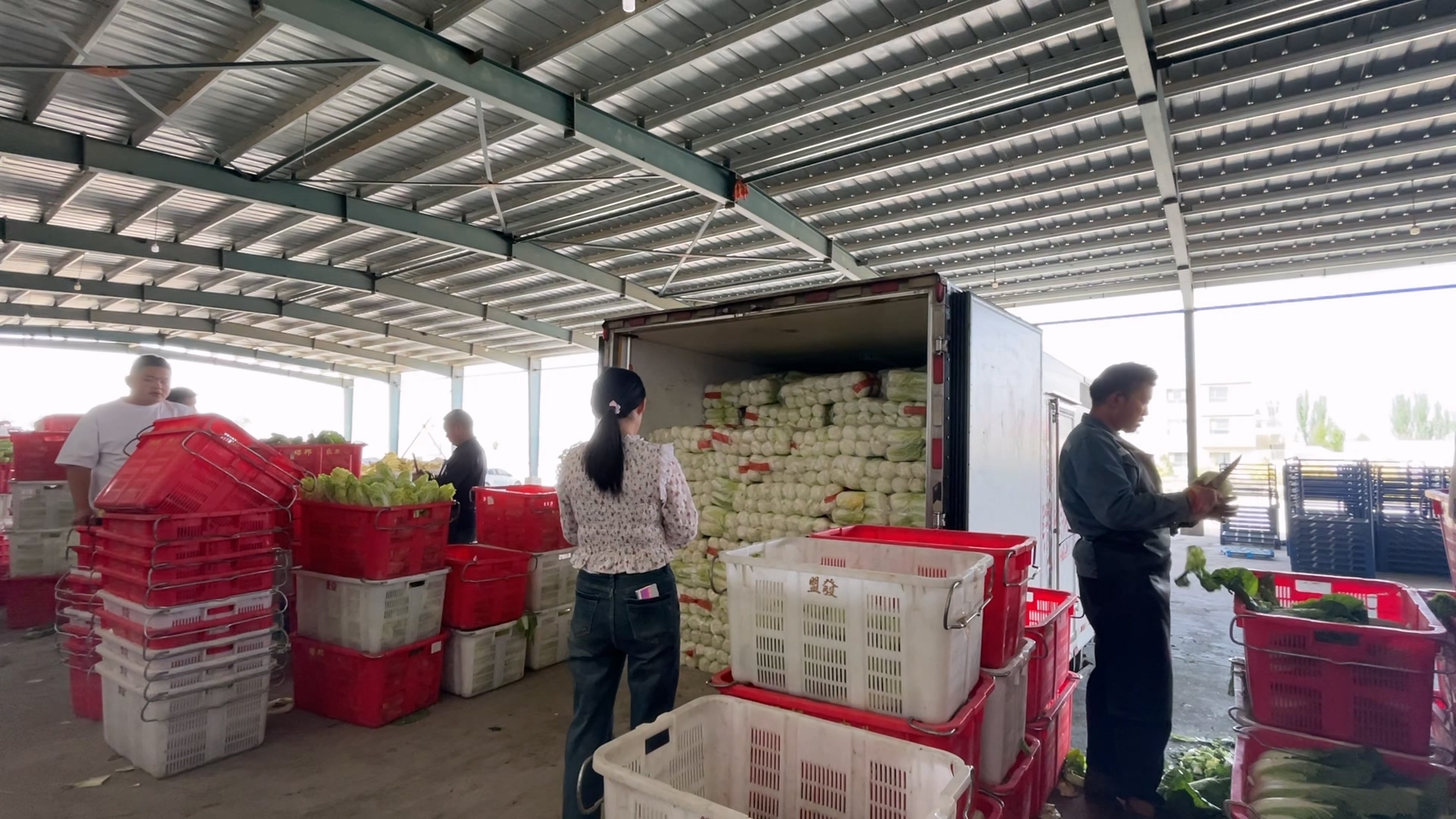 甘州：千亩有机蔬菜“蔬”写好“钱”景(图2)