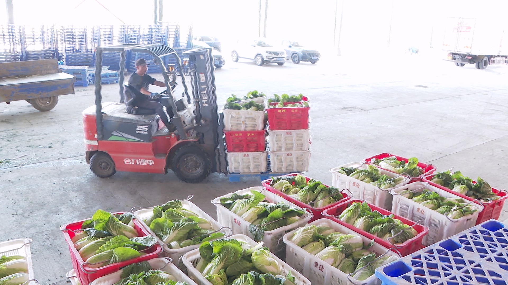 甘州：千亩有机蔬菜“蔬”写好“钱”景(图4)