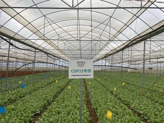 建成产业园、打通销售渠道对口帮扶让村民乐享发展红利(图1)