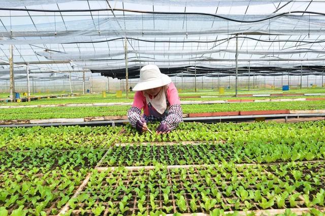 建成产业园、打通销售渠道对口帮扶让村民乐享发展红利(图6)