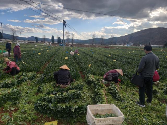 建成产业园、打通销售渠道对口帮扶让村民乐享发展红利(图3)