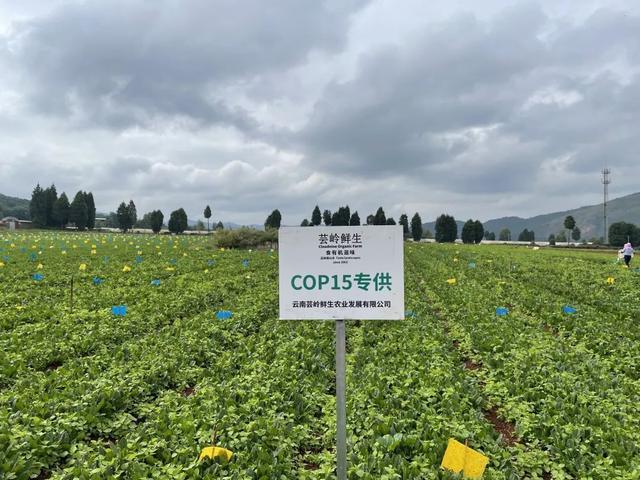 建成产业园、打通销售渠道对口帮扶让村民乐享发展红利(图2)