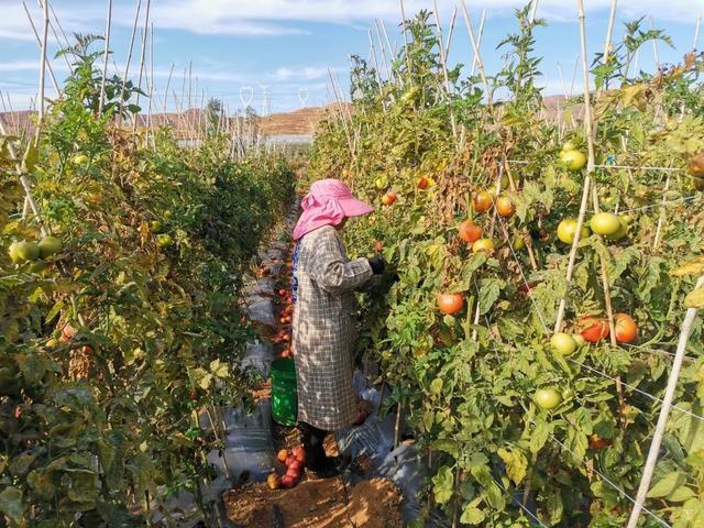 建成产业园、打通销售渠道对口帮扶让村民乐享发展红利(图7)