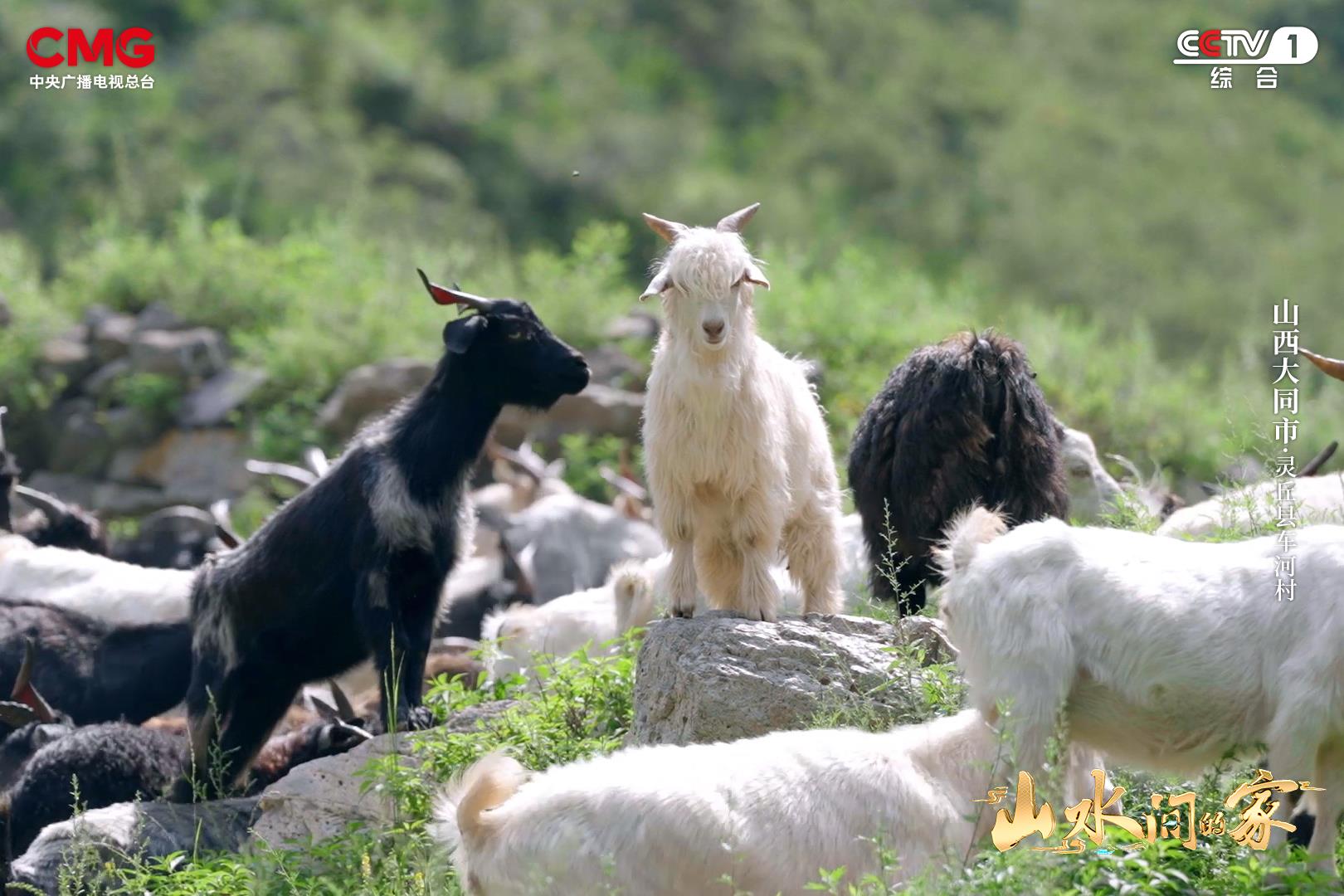 车河生态兴黔地刺梨香《山水间的家》邀您怡然山水间!(图6)