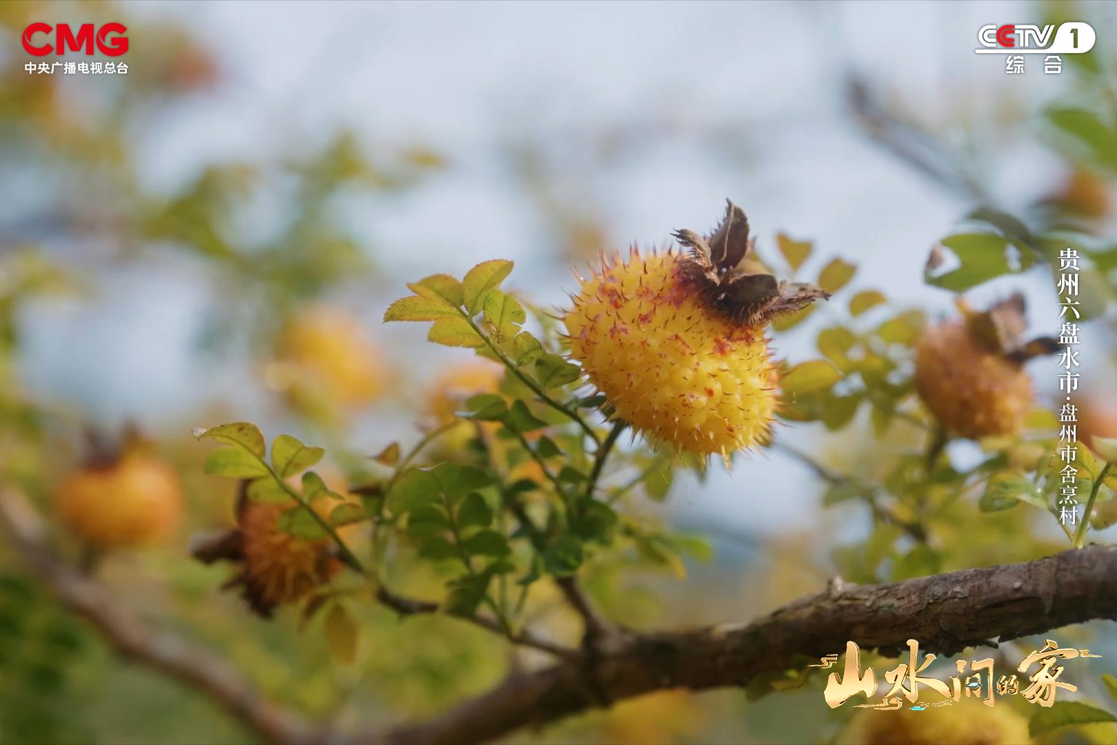车河生态兴黔地刺梨香《山水间的家》邀您怡然山水间!(图12)