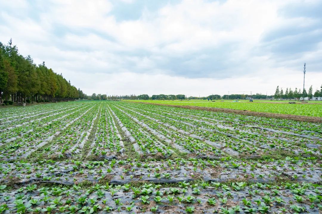 生菜固体饮料、多酚鸡蛋…今天这里科技含量满满！(图1)