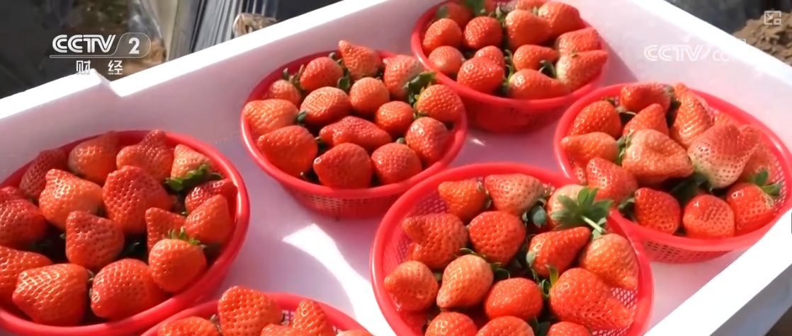 “果盘子”“菜篮子”抢“鲜”上市购销两旺生产供应基础好(图21)